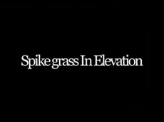 Spike grass In Elevation